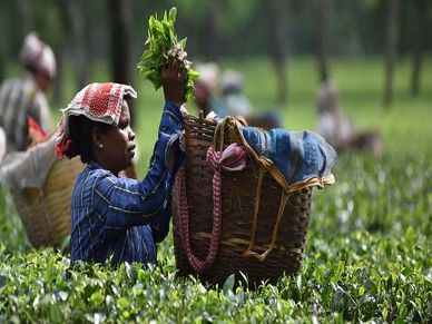 Falling Trend, In All Categories Of Tea Barring CTC