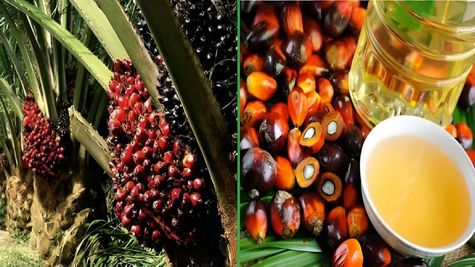 Godrej Agrovet Stock Rallies 5.43% After Bagging 47,000 Acre Land For Oil Palm In Telangana