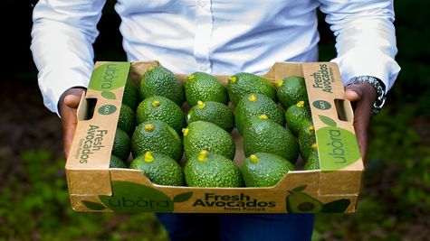 Kenya Starts Export of Avocados to India, First Shipment Arrives at Mumbai
