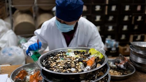 EIA Report Exposes Widespread Use Of Endangered Species In Chinese Medicines 
