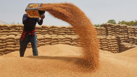 India Raises Wheat Purchase Price by 7% To Boost Farming, Despite Market Disparity
