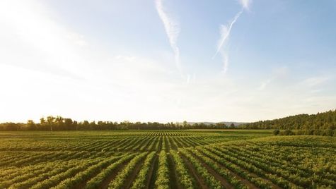 Agriculture: The Silent Economic Revolution