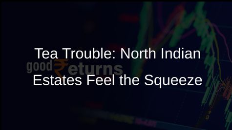 Tea Estates in North India Brace for Margin Squeeze in 2023-24