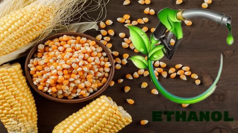 Sakuma Exports Ventures Into Maize Procurement & Ethanol Production, Targets Rs 500 Cr Turnover