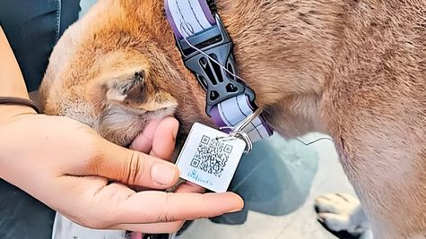 Can QR-Based 'Aadhar Cards' Ensure Safety Of Stray Dogs In Delhi? All You Need To Know