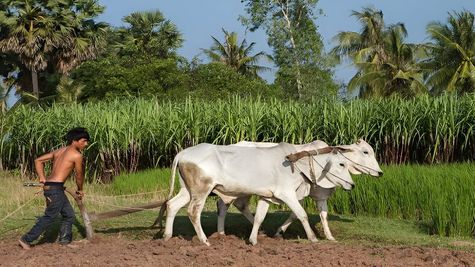 Union Budget 2024: PM Kisan Allocation Likely To Be Hiked To Rs 80,000 Crore Likely