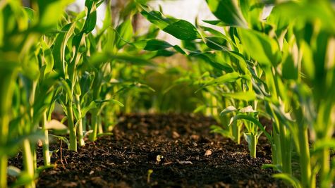 Get Rs 2000 Support: Find Out How To Apply For PM-Kisan Samman Nidhi!
