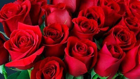 Business Of Love - How Much You Can Earn On Valentine’s Day By Selling Roses ?