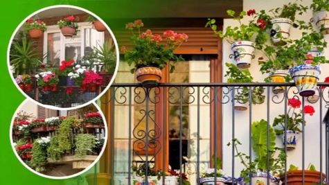 Noida Authority Issues New Rule: Immediate Removal of Flower Pots from Buildings After Pune Tragic Accident