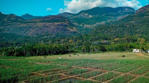 Indogulf Cropsciences Shares Fall 5% on Second Day of Trading After Bulk Deal