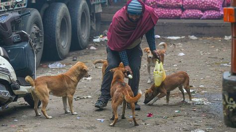Dog-Free Delhi: Supreme Court Orders Stray Dogs Be Moved to Shelters Within 8 Weeks
