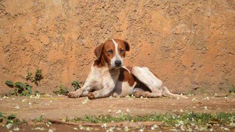 Bengaluru Civic Bodies Start Relocating Stray Dogs After SC Order; Schools & Hospitals Top Priority