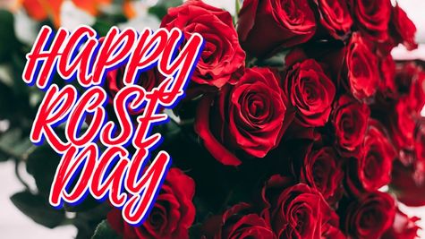 Happy Rose Day 2026: Top 50 Best Wishes, Messages, Quotes, WhatsApp Status, Greeting Cards To Share