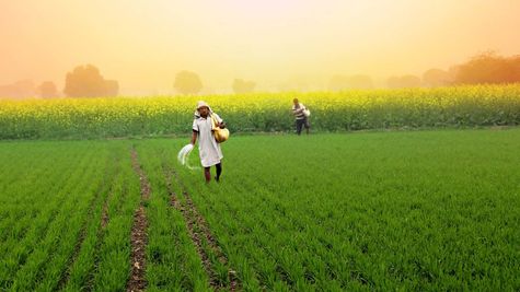 Cabinet Hikes Nutrient-Based Subsidy (NBS) For Kharif Season 2026; Fertilizer Stocks In Focus