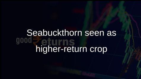 Seabuckthorn cultivation in Himalayan states highlighted as higher-return option than apple