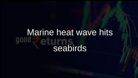 Marine heat wave drives seabird deaths along California coast, surveys show