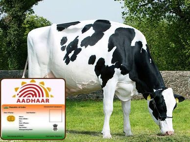 നിങ്ങൾക്ക് മാത്രം പോരാ... കന്നുകാലികൾക്കും നൽകി തുടങ്ങി ആധാർ കാർഡ്!!!