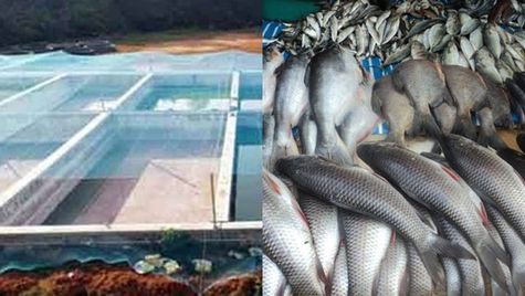 മത്സ്യമേഖലയിൽ സ്വയം സംരംഭകത്തിലൂടെ വിജയ ഗാഥയുമായി രാജിയും സ്മിജയം