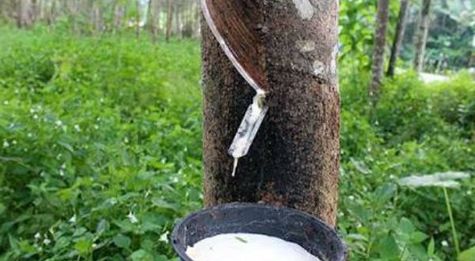 സ്വഭാവിക റബ്ബറിന്റെ ഡിമാന്റ് കുറയും