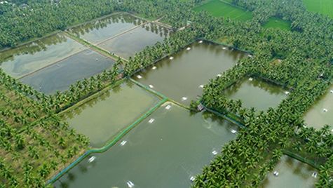 ഇ-സാന്‍റ: അക്വാ ഉല്‍പ്പന വിപണിക്കായി പുതിയ ഓണ്‍ലൈന്‍ പ്ലാറ്റ് ഫോം തുറന്ന് കേന്ദ്ര സര്‍ക്കാര്‍