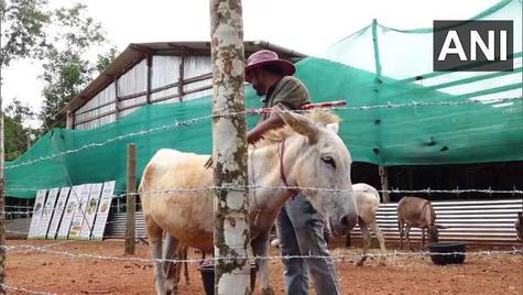 ഐടി ജോലി ഉപേക്ഷിച്ചു, കഴുതപ്പാൽ വിറ്റ് യുവാവ് സമ്പാദിക്കുന്നത് 17 ലക്ഷം രൂപ! ആശയം കൊള്ളാം