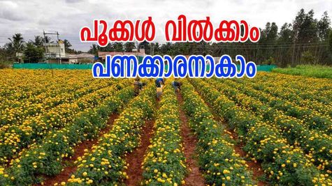 'വെറും പൂക്കൾ വിറ്റാൽ മാസം ലക്ഷങ്ങൾ ലാഭം', വിശ്വസിക്കുന്നുണ്ടോ? പക്ഷെ, സത്യമാണ്: പണിയെടുക്കൂ...