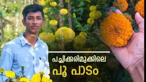 പൂ കൃഷിയിൽ വിജയം കൊയ്യുന്ന 17 -കാരൻ, സൂര്യന് കൂട്ട് കുടുംബവും യൂട്യൂബും, ഇതാണ് വയനാടൻ മാതൃക