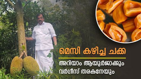 ആയുർ ജാക്ക്- എല്ലാ സീസണിലും വിളയുന്ന ചക്ക, ലോകം കീഴടക്കി വർഗീസ് തരകന്‍റെ ചക്കയും ചക്ക ഫാമും
