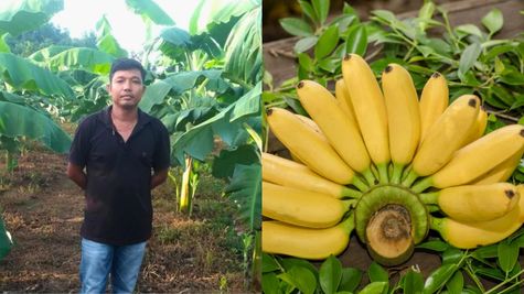 வாழை விவசாயத்தில் வருடத்திற்கு ரூ.30 லட்சம் வருமானம்! அசாம் விவசாயி செய்யும் அதிசயத்தை பாத்தீங்களா?