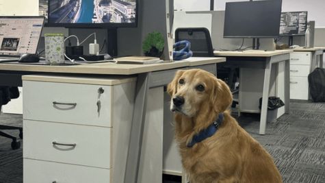 ஸ்டார்ட் அப் நிறுவனத்தில் Golden retrieverக்கு வழங்கப்பட்ட புதிய பொறுப்பு – இந்த ஐடியா நல்லா இருக்கே!!