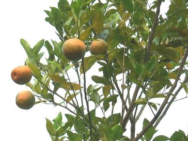 महज 1 एकड़ में संतरे लगाकर लाखों कमा रहा ये किसान, जान‍िए कैसे? 