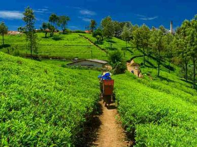 एक किलो चाय की कीमत सुनकर चौंक जाएंगे आप, जानिए इसकी खास‍ियत