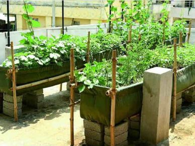 घर की छत पर टमाटर-प्याज उगा कर कमाइए पैसा, जानिए कैसे करें शुरुआत