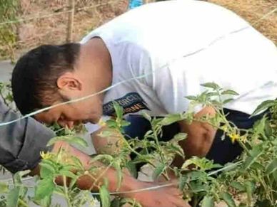 Dhoni की तरह आप भी कर सकते है मटर की खेती, लाखों में होगी कमाई