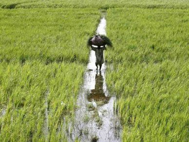 2020 में कृषि निर्यात ने लगाई छलांग, हुई 9.8 प्रतिशत की वृद्धि 
