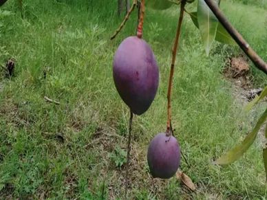 Miyazaki Mango : इस आम का दाम उड़ा देगा होश, 1 किलो की कीमत 2.70 लाख रु