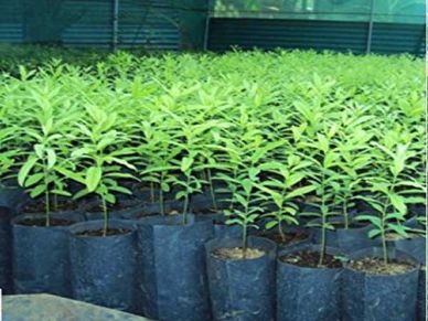 चंदन से कमाई : किसान पौधे से तैयार कर रहा पेड़, 6 साल में कमाएगा 3 करोड़ रु