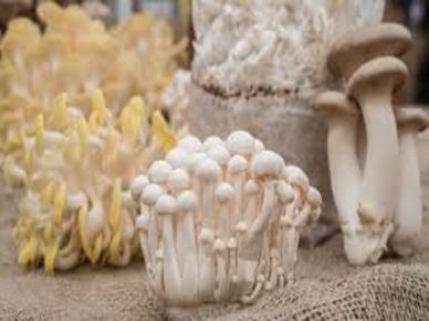 Mushroom Farming : 2 हजार रु से शुरू किया था, आज 1.5 करोड़ रु है इनकम