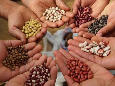 Business Idea : खेती के साथ-साथ शुरू किया बीजों का कारोबार, अब करोड़ों में कमाई