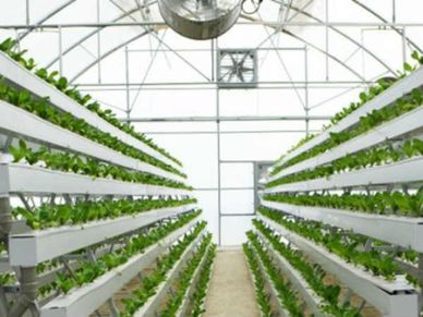 Journalist ने अपने घर को बनाया Hydroponics Farm, हर महीने कमाता है 5 लाख रु से ज्यादा