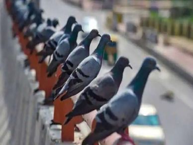 अजब-गजब : ये हैं करोड़ति कबूतर, जिनके पास है बहुत सारी प्रॉपर्टी, ये है पूरा मामला