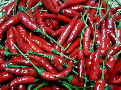कमाई : क्या होती है उल्टी मिर्च और कैसे कमाएं इससे पैसा, जानिए सब कुछ