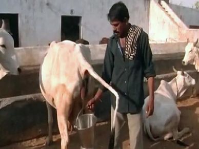  कमाई का मौका : अब गाय के गोबर के साथ ही बिकेगा गौमूत्र भी, खरीदेगी सरकार