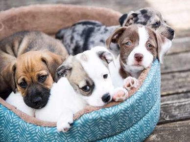 Dog-Cat Business : टॉप 10 कमाई के आइडिया, नौकरी की नहीं रहेगी जरूरत