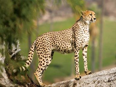 Cheetah पर मचा है तूफान, एक को पालने में ही आता है लाखों का खर्च