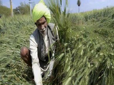 Fasal Bima Yojana : जिन किसानों की बारिश से फसल हो गई बर्बाद, वो ऐसे करें बीमा क्‍लेम