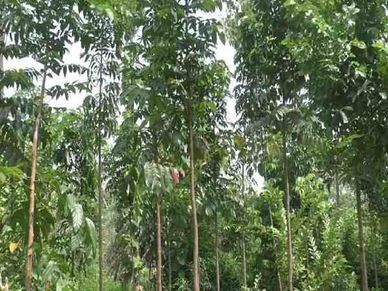 कमाई : 5 तरीके के पेड़ बना सकते हैं करोड़पति, खूब बरसेगा पैसा