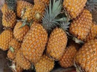 ये है दुनिया का सबसे महंगा Pineapple, जानिए इसकी कीमत और खासियत