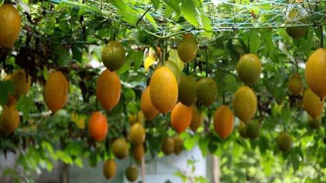 कमाल की कामयाबी : Fruit of Heaven के बीजों से कमा रहा लाखों, आपके पास भी मौका