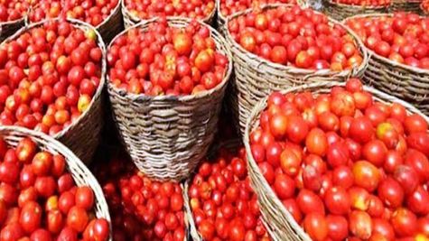 Tomato per kg price: देश के प्रमुख शहरों में जानिए आज के टमाटर के भाव
